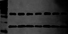 Western blot problem