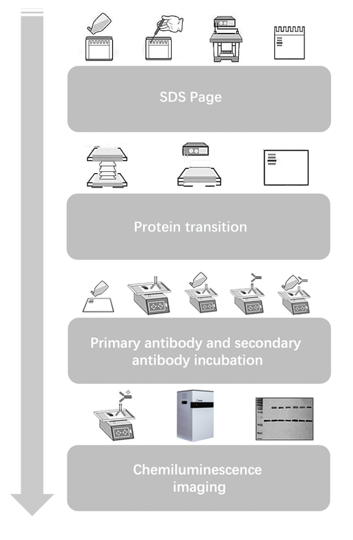 Western blot