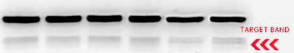 Western blot problem