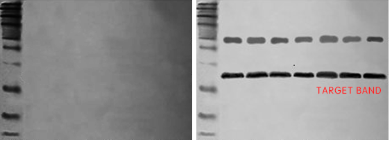 Western blot problem